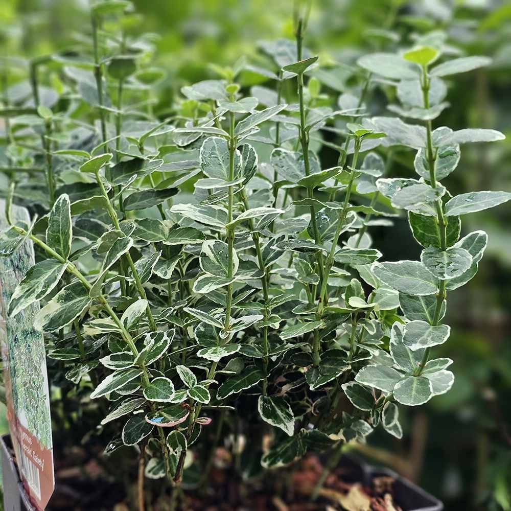 Salba Japoneza Euonimus Emeralds Gaiety