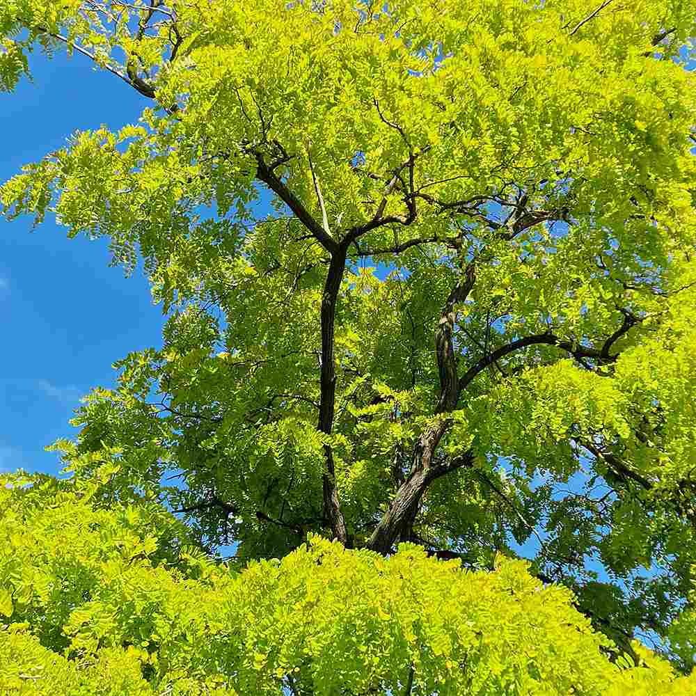 Salcam de Miere Roscovul (Gladita) Sunburst, cu frunze aurii