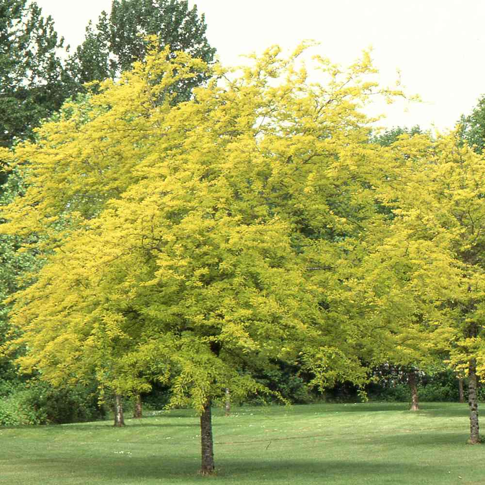 Salcam de Miere Roscovul (Gladita) Sunburst, cu frunze aurii