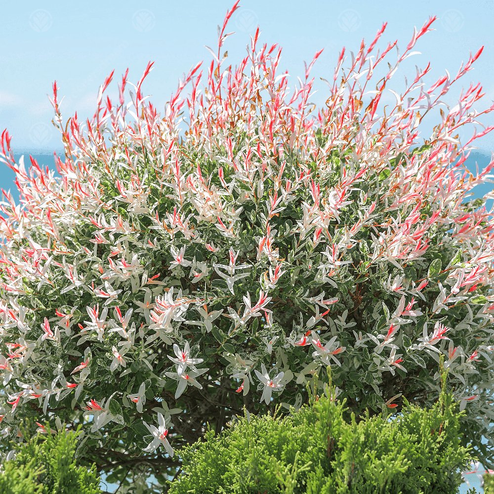 Salcie japoneza Tricolora Hakuro Nishiki cu frunze roz, gard viu cu frunze roz-alb