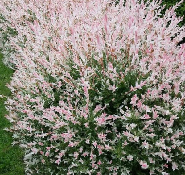 Salcie japoneza Tricolora Hakuro Nishiki cu frunze roz, gard viu cu frunze roz-alb