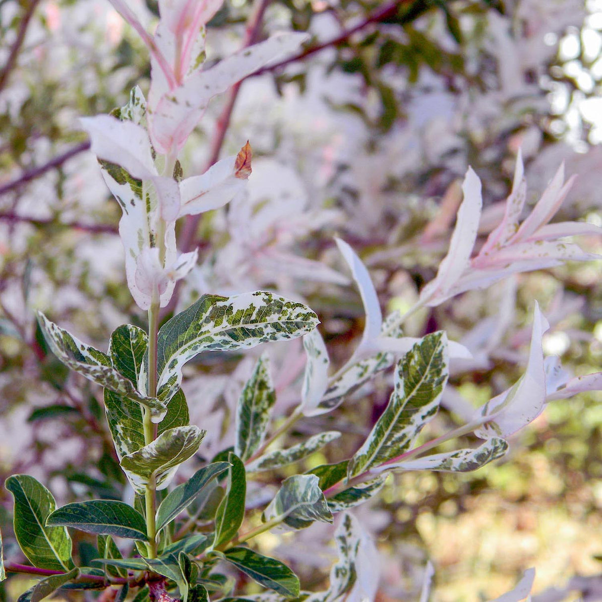 Salcie japoneza Tricolora Hakuro Nishiki cu frunze roz, gard viu cu frunze roz-alb