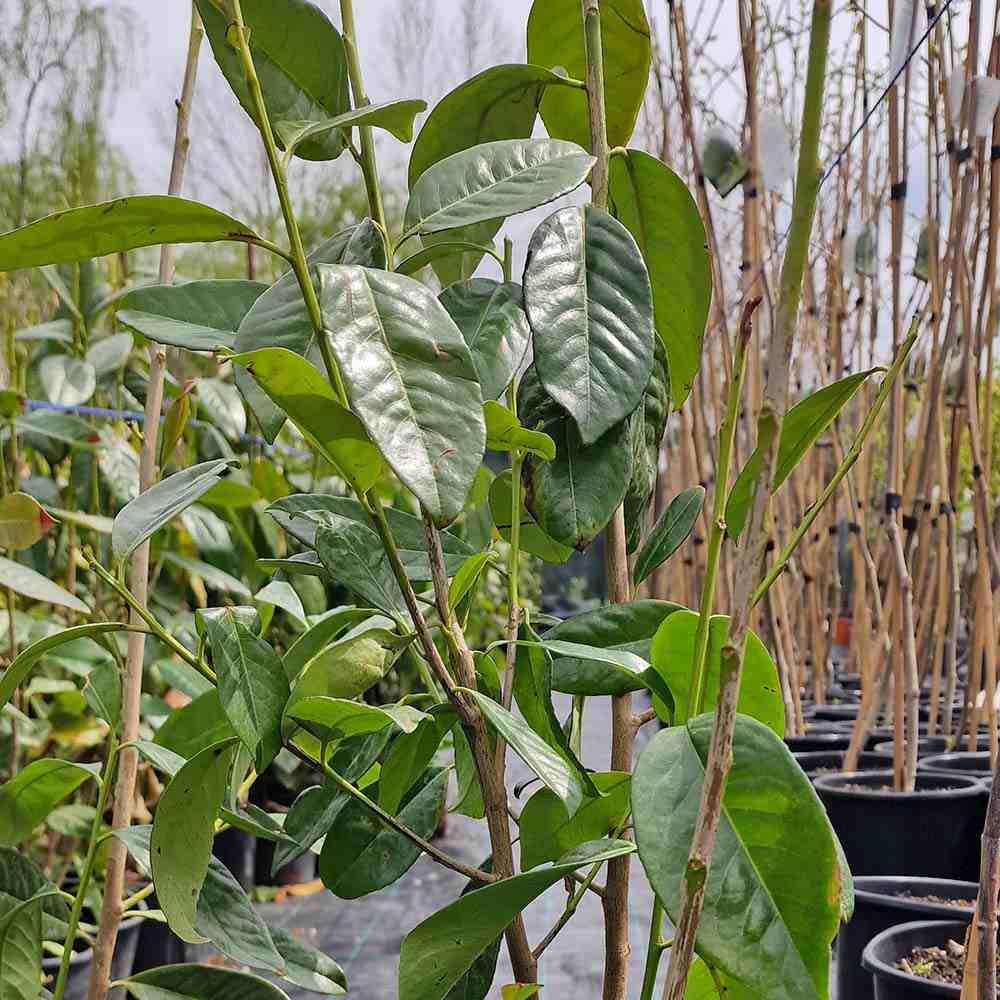 SALVEAZA O PLANTA Laur Englezesc Vesnic Verde (Laurocires), vesnic verde, gard viu rapid