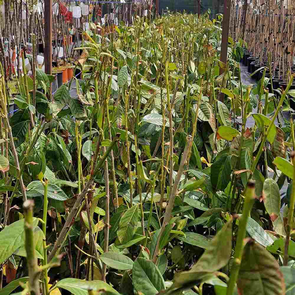 SALVEAZA O PLANTA Laur Englezesc Vesnic Verde (Laurocires), vesnic verde, gard viu rapid