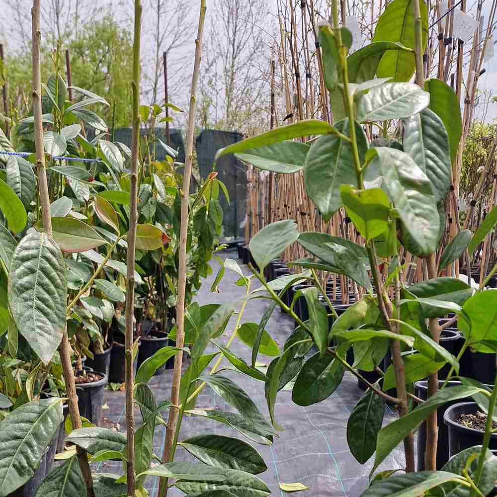 SALVEAZA O PLANTA Laur Englezesc Vesnic Verde (Laurocires), vesnic verde, gard viu rapid