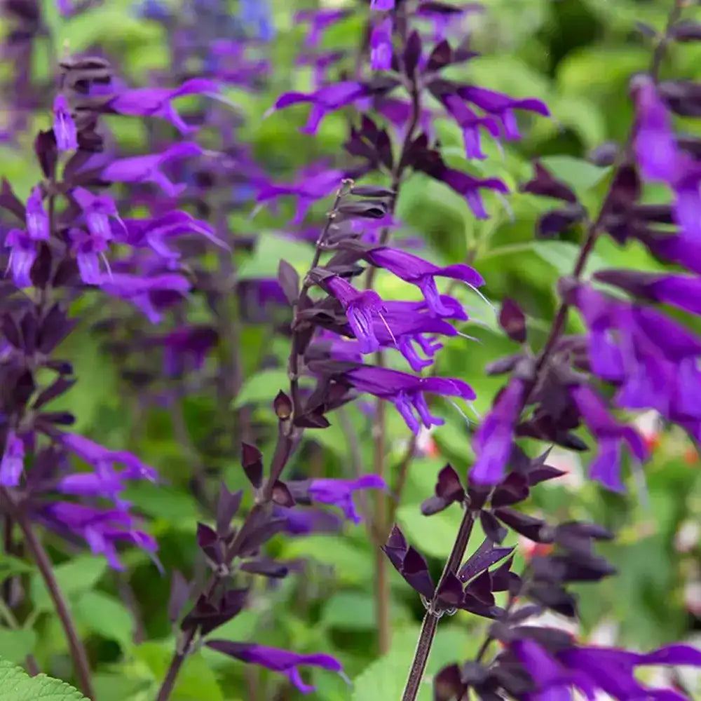 Salvia Amistad, planta perena cu flori mov intense, inflorire lunga, premiat de RHS