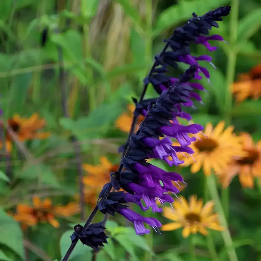 Salvia Amistad, planta perena cu flori mov intense, inflorire lunga, premiat de RHS