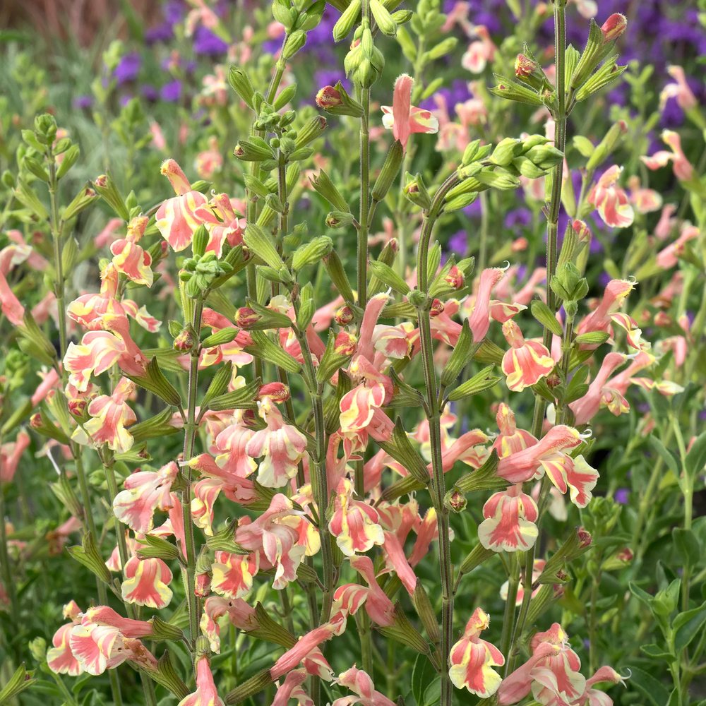 Salvia aromata Papajan, planta perene cu flori coral-roz, aroma de coacaze, inflorire lunga