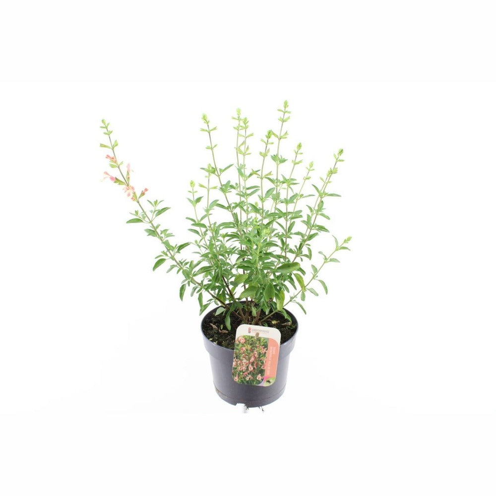 Salvia aromata Papajan, planta perene cu flori coral-roz, aroma de coacaze, inflorire lunga