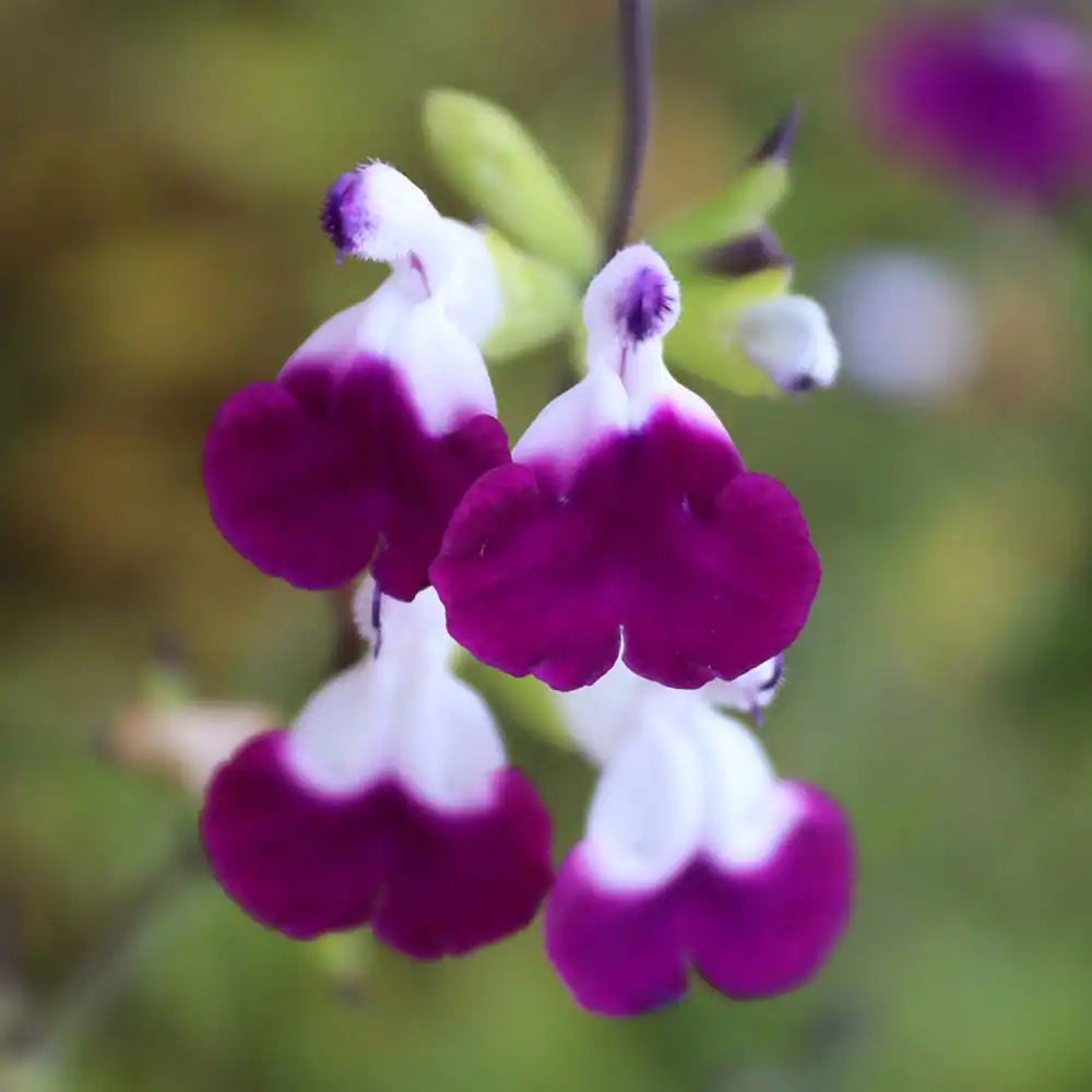 Salvia greggii violet-alb 'Amethyst Lips' - planta perena cu flori bicolore, inflorire prelungita, rezistenta la seceta