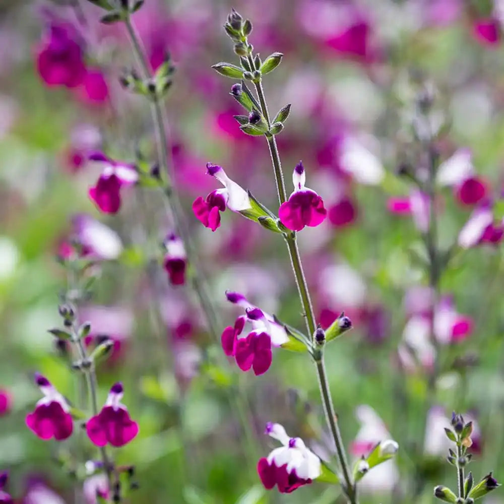 Salvia greggii violet-alb 'Amethyst Lips' - planta perena cu flori bicolore, inflorire prelungita, rezistenta la seceta