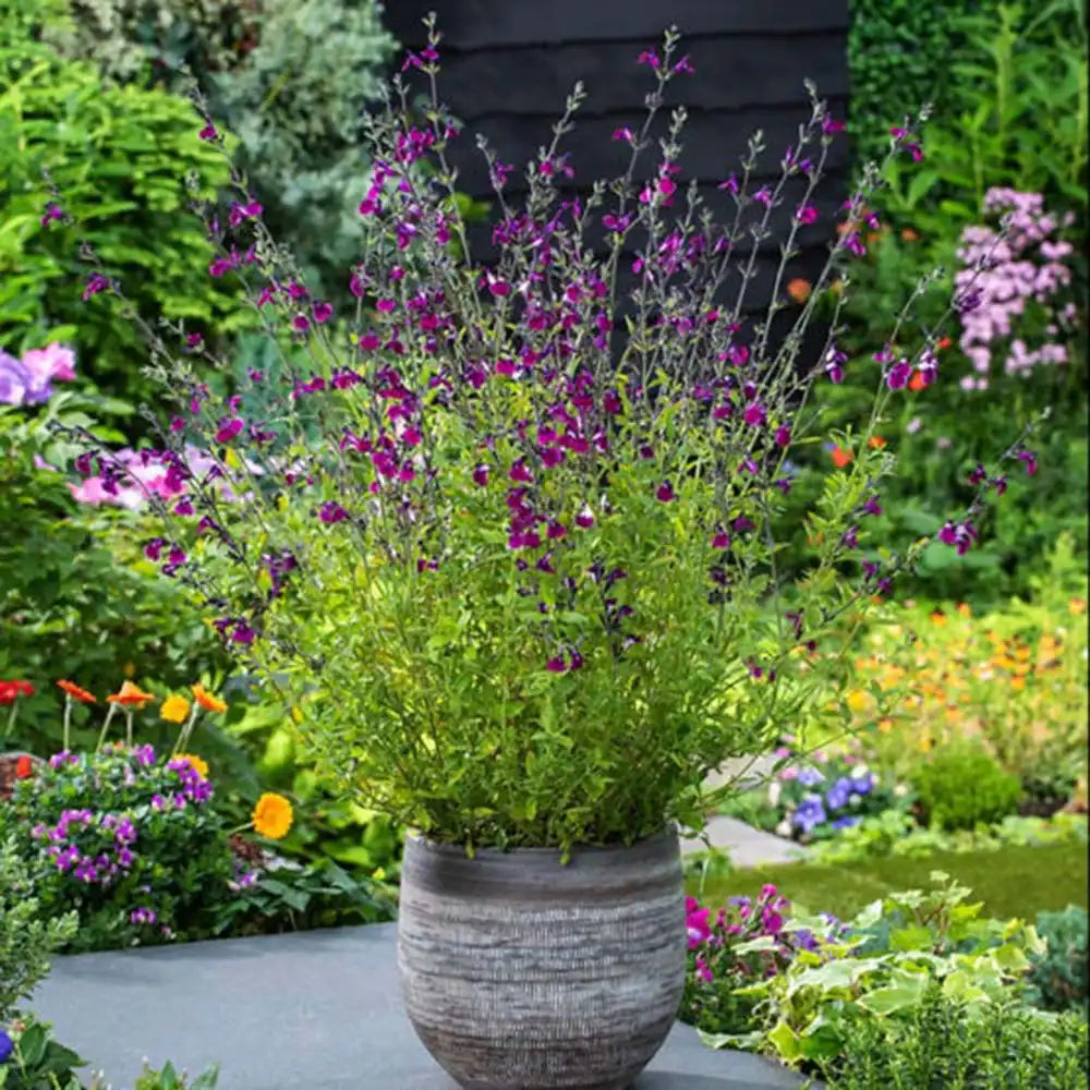 Salvia greggii violet-alb 'Amethyst Lips' - planta perena cu flori bicolore, inflorire prelungita, rezistenta la seceta