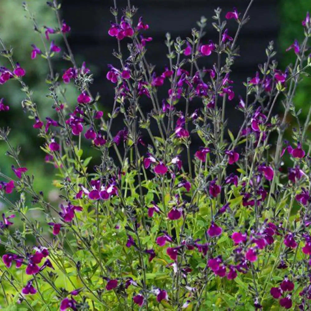 Salvia greggii violet-alb 'Amethyst Lips' - planta perena cu flori bicolore, inflorire prelungita, rezistenta la seceta