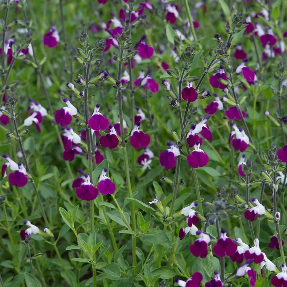 Salvia greggii violet-alb 'Amethyst Lips' - planta perena cu flori bicolore, inflorire prelungita, rezistenta la seceta