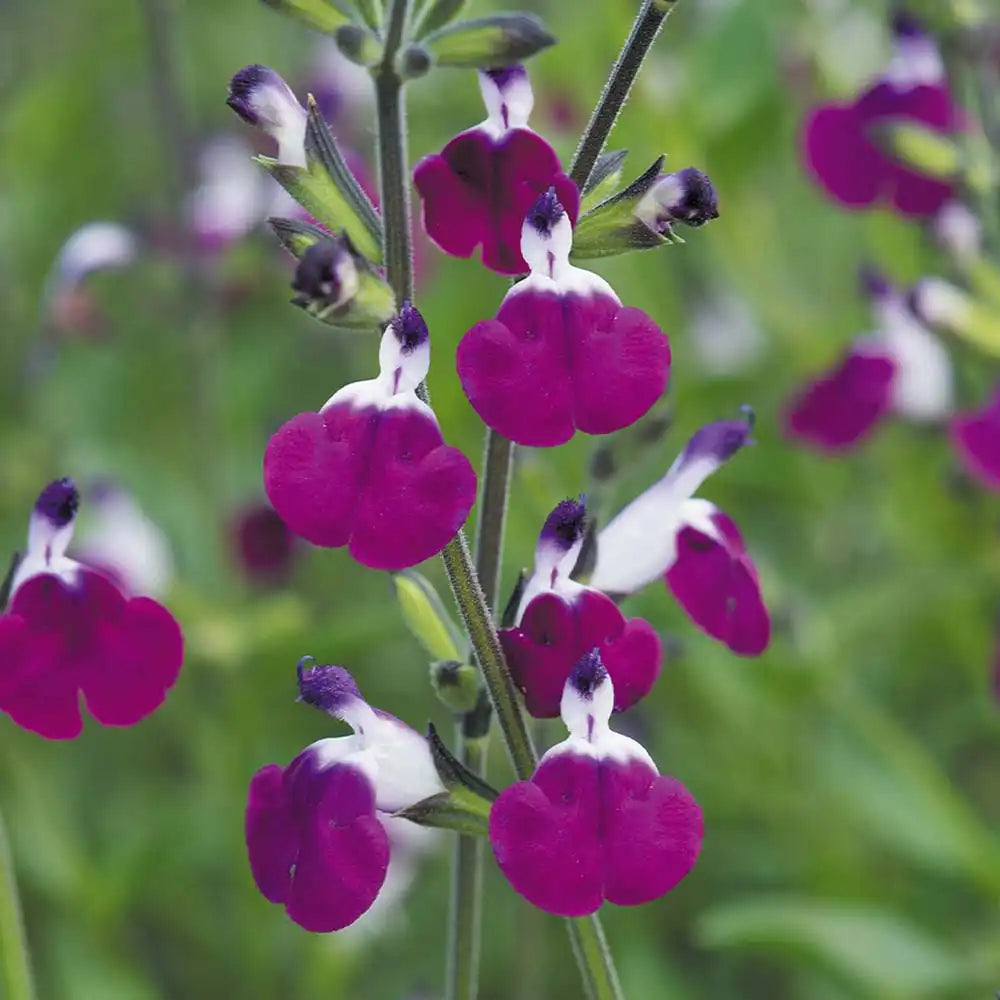 Salvia greggii violet-alb 'Amethyst Lips' - planta perena cu flori bicolore, inflorire prelungita, rezistenta la seceta