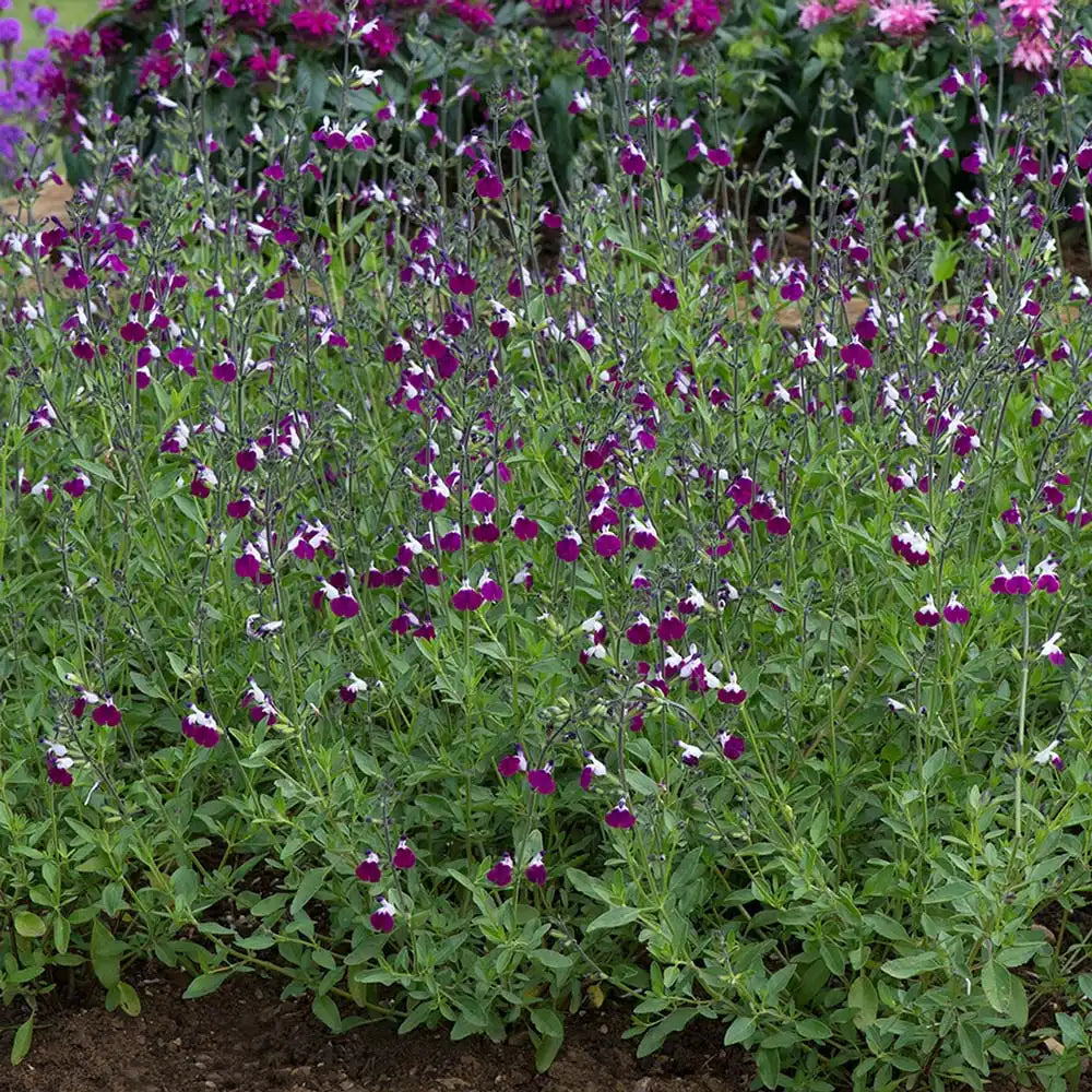 Salvia greggii violet-alb 'Amethyst Lips' - planta perena cu flori bicolore, inflorire prelungita, rezistenta la seceta