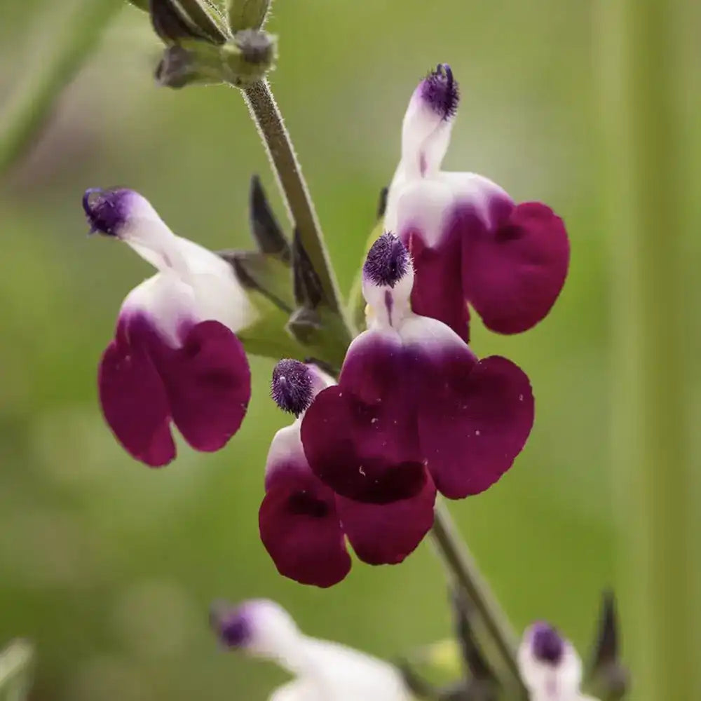 Salvia greggii violet-alb 'Amethyst Lips' - planta perena cu flori bicolore, inflorire prelungita, rezistenta la seceta