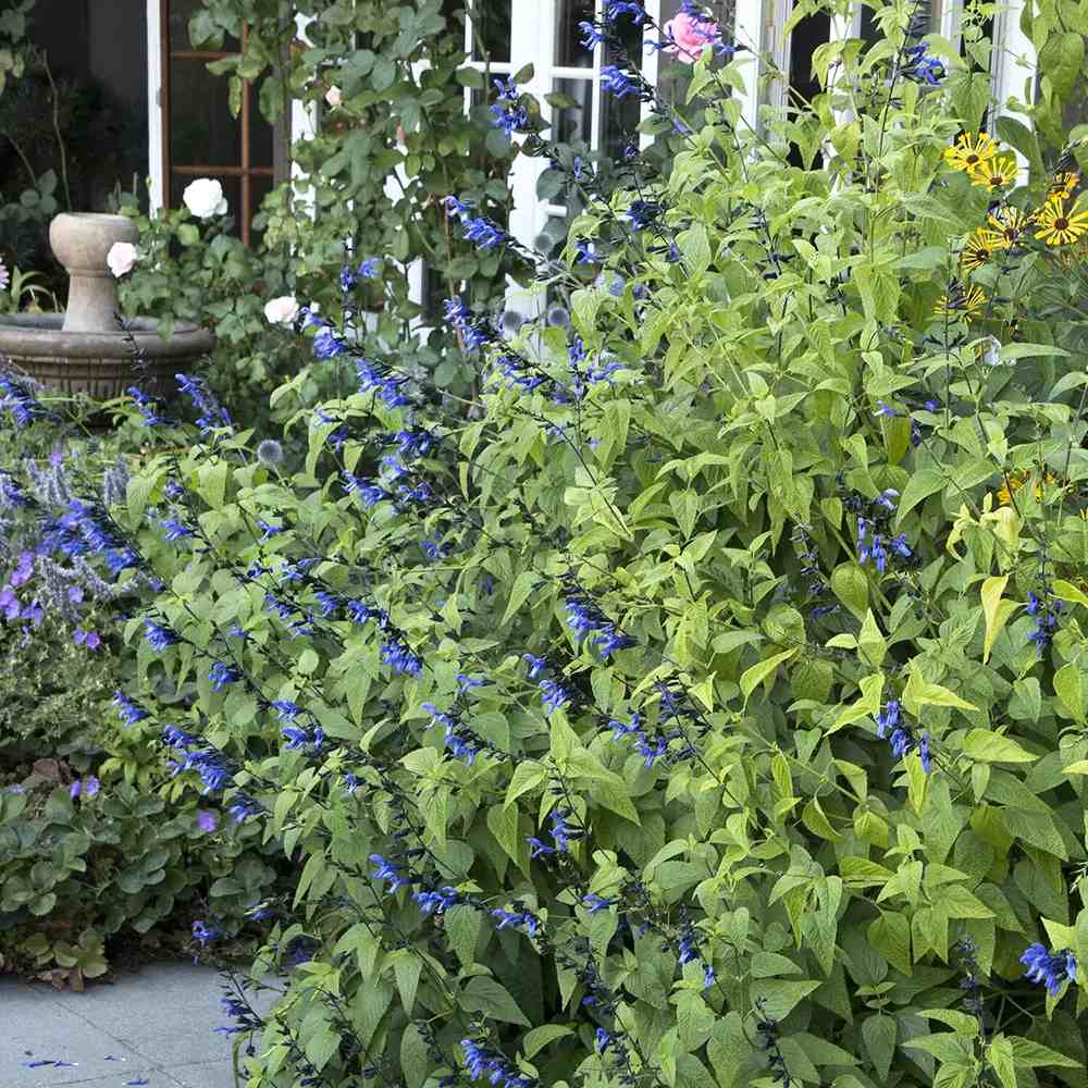Salvia greggii albstru inchis Black and Blue, planta perena cu flori albastre parfumate