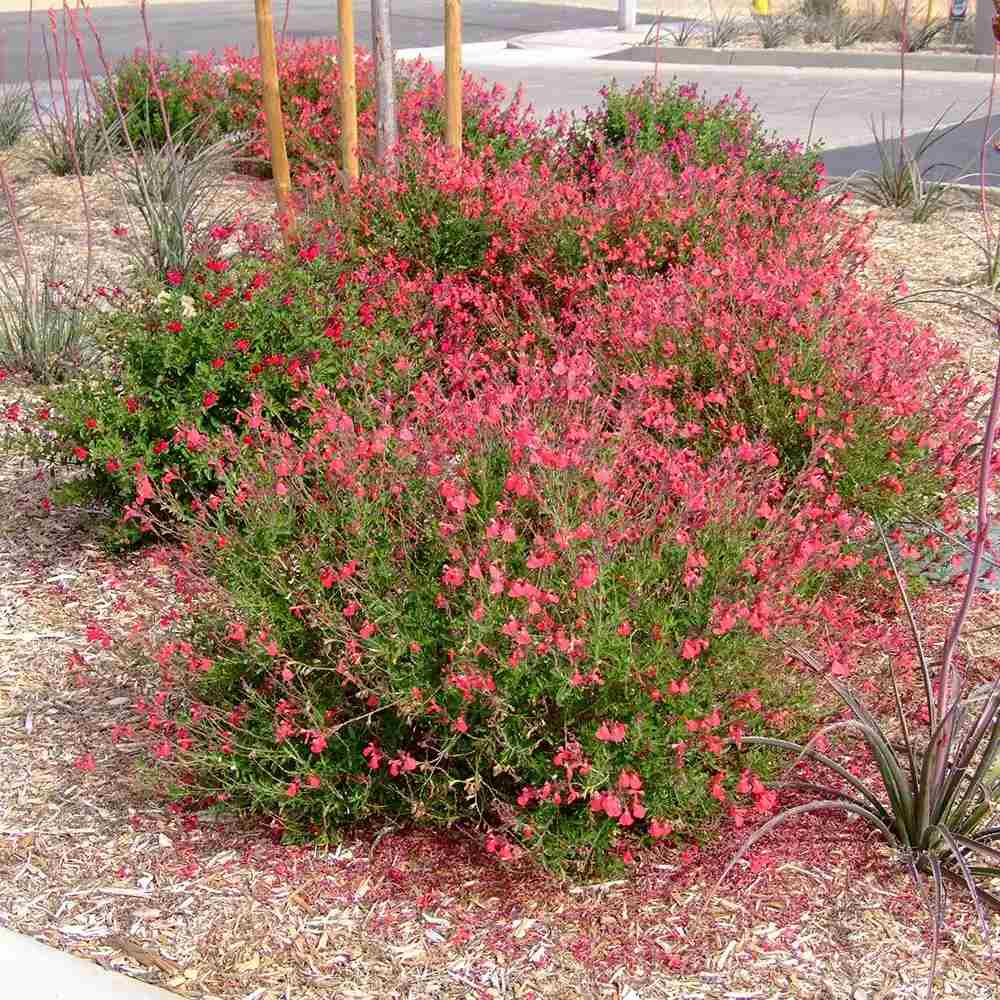 Salvie greggii Lipstick, planta perena cu flori rosii, rezistenta la seceta, atrage polenizatori