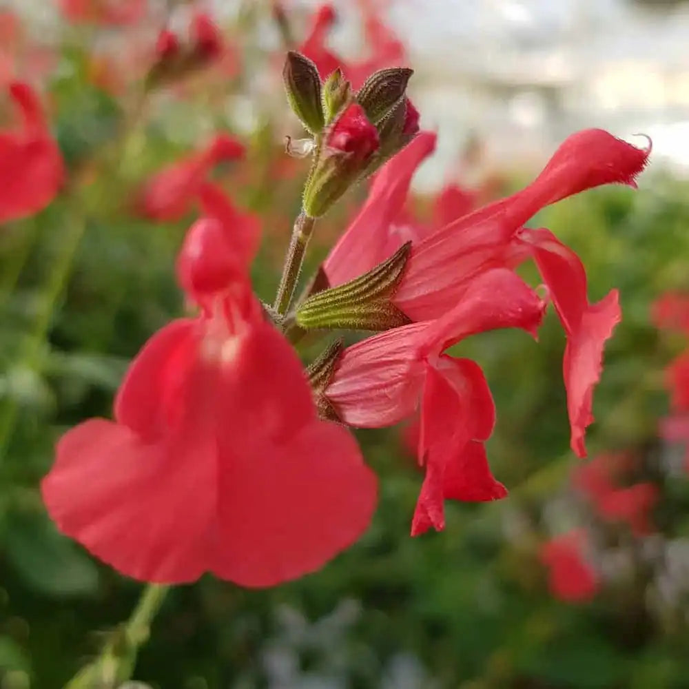 Salvie greggii Lipstick, planta perena cu flori rosii, rezistenta la seceta, atrage polenizatori