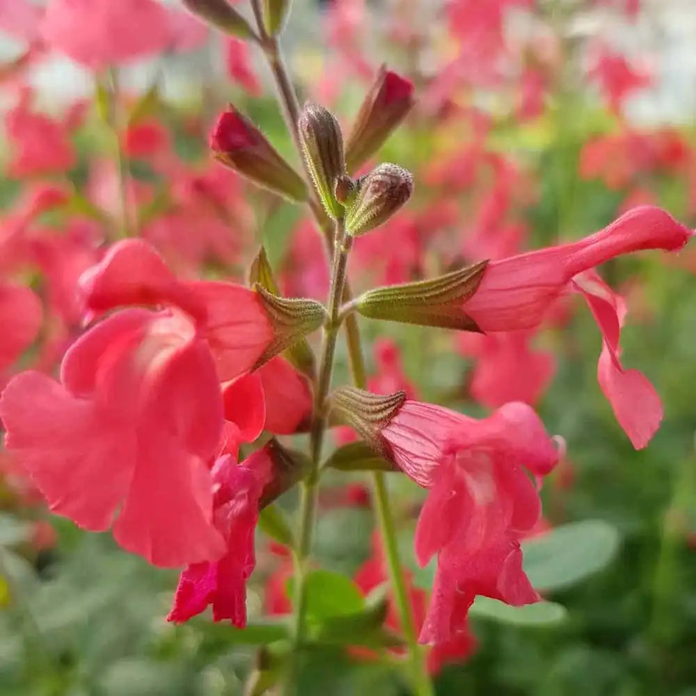 Salvie greggii Lipstick, planta perena cu flori rosii, rezistenta la seceta, atrage polenizatori