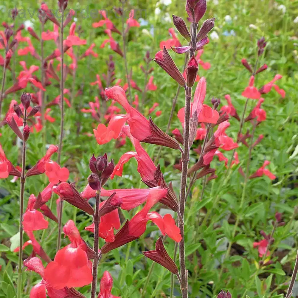 Salvie greggii Lipstick, planta perena cu flori rosii, rezistenta la seceta, atrage polenizatori