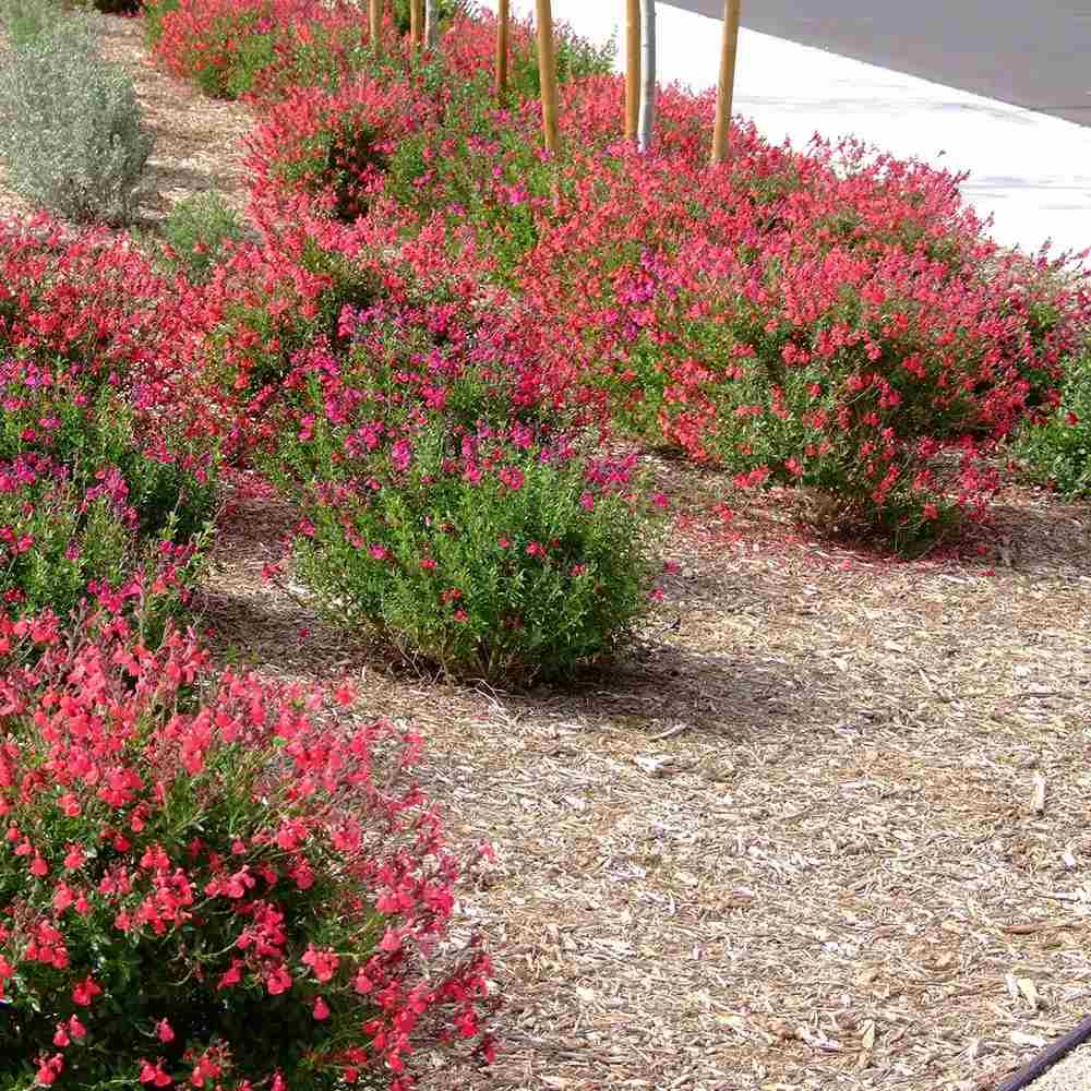Salvie greggii Lipstick, planta perena cu flori rosii, rezistenta la seceta, atrage polenizatori