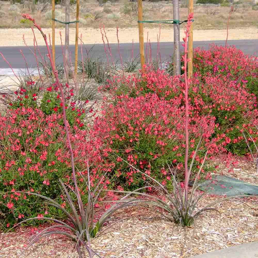 Salvie greggii Lipstick, planta perena cu flori rosii, rezistenta la seceta, atrage polenizatori