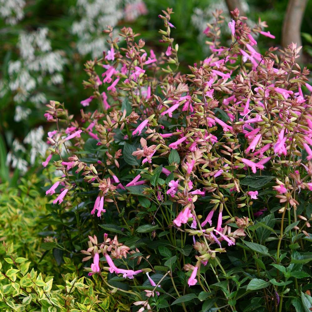 Salvie de Padure Love And Wishes, flori roz intens, parfum placut, inflorire lunga, atractiva pentru albine