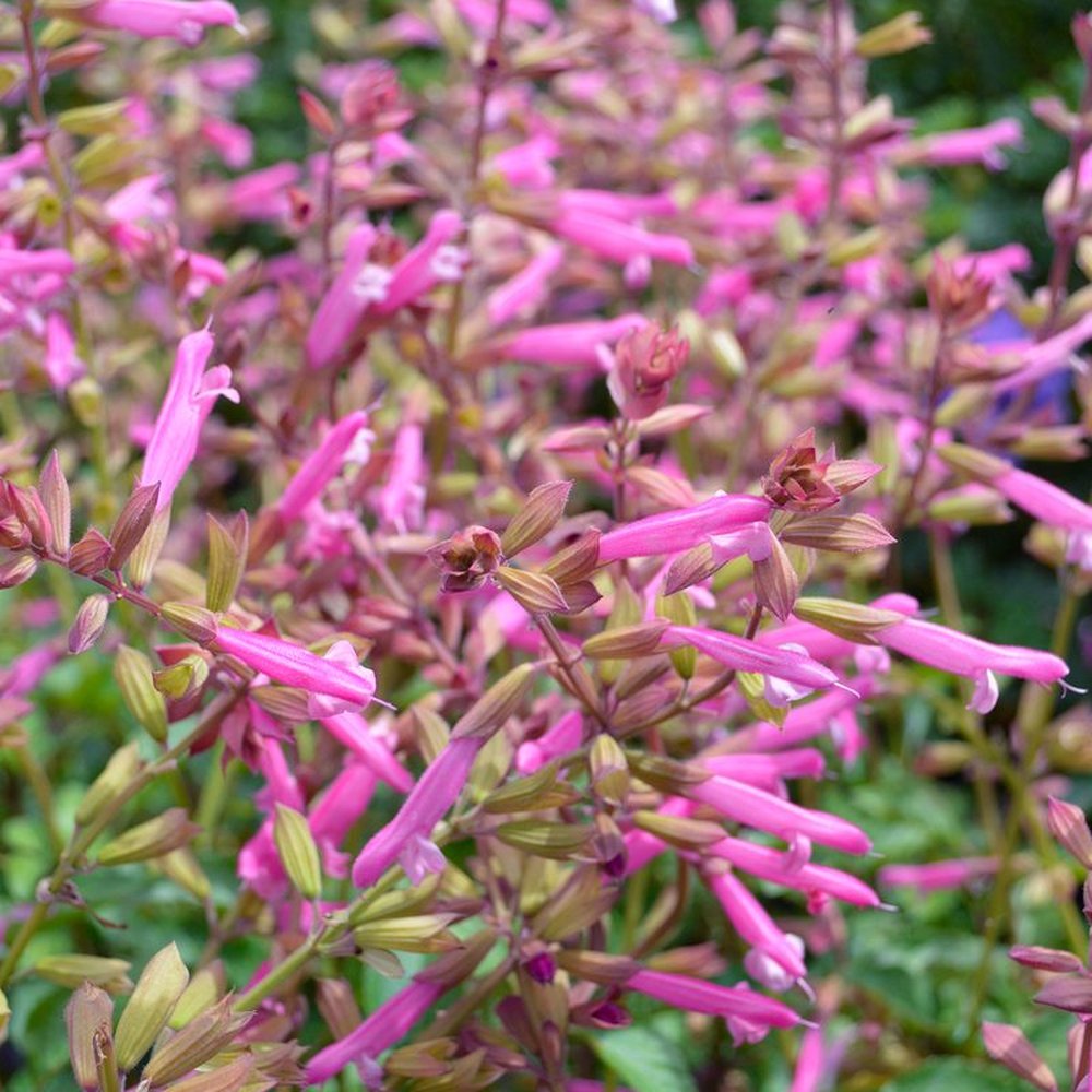 Salvie de Padure Love And Wishes, flori roz intens, parfum placut, inflorire lunga, atractiva pentru albine