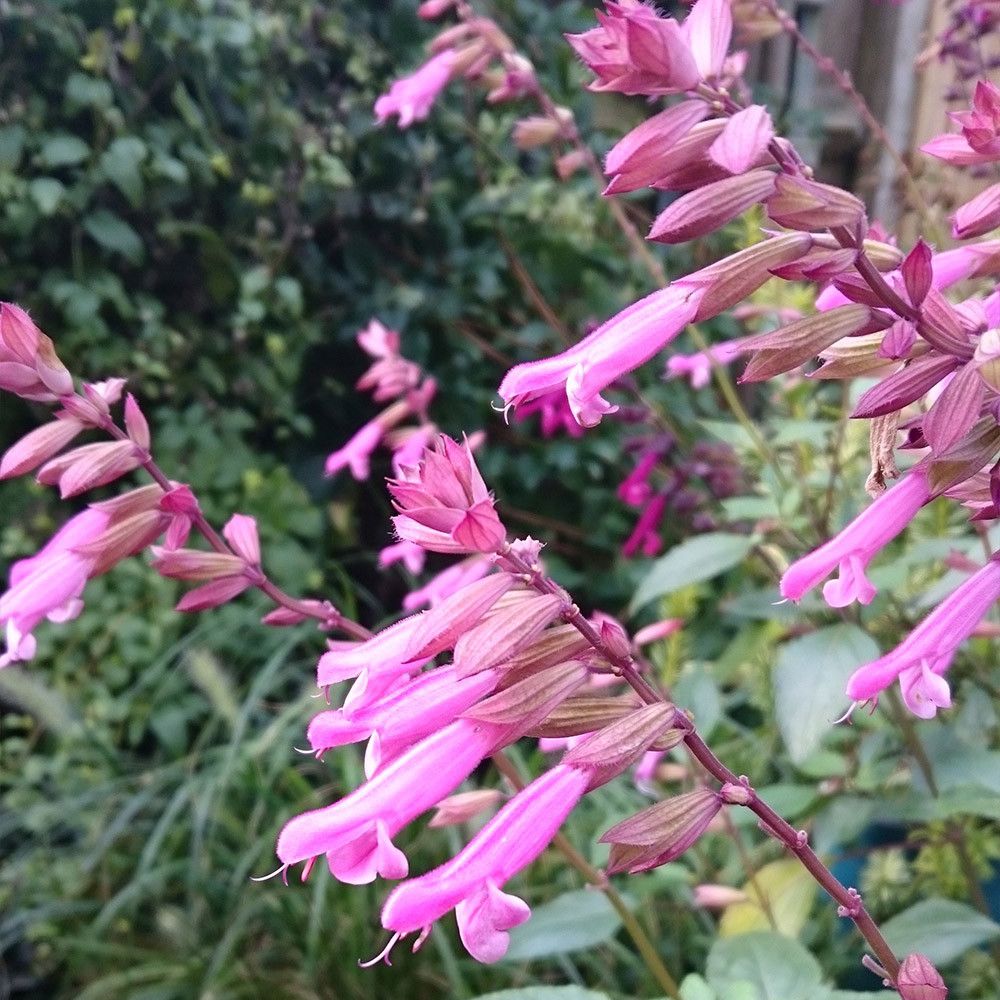 Salvie de Padure Love And Wishes, flori roz intens, parfum placut, inflorire lunga, atractiva pentru albine