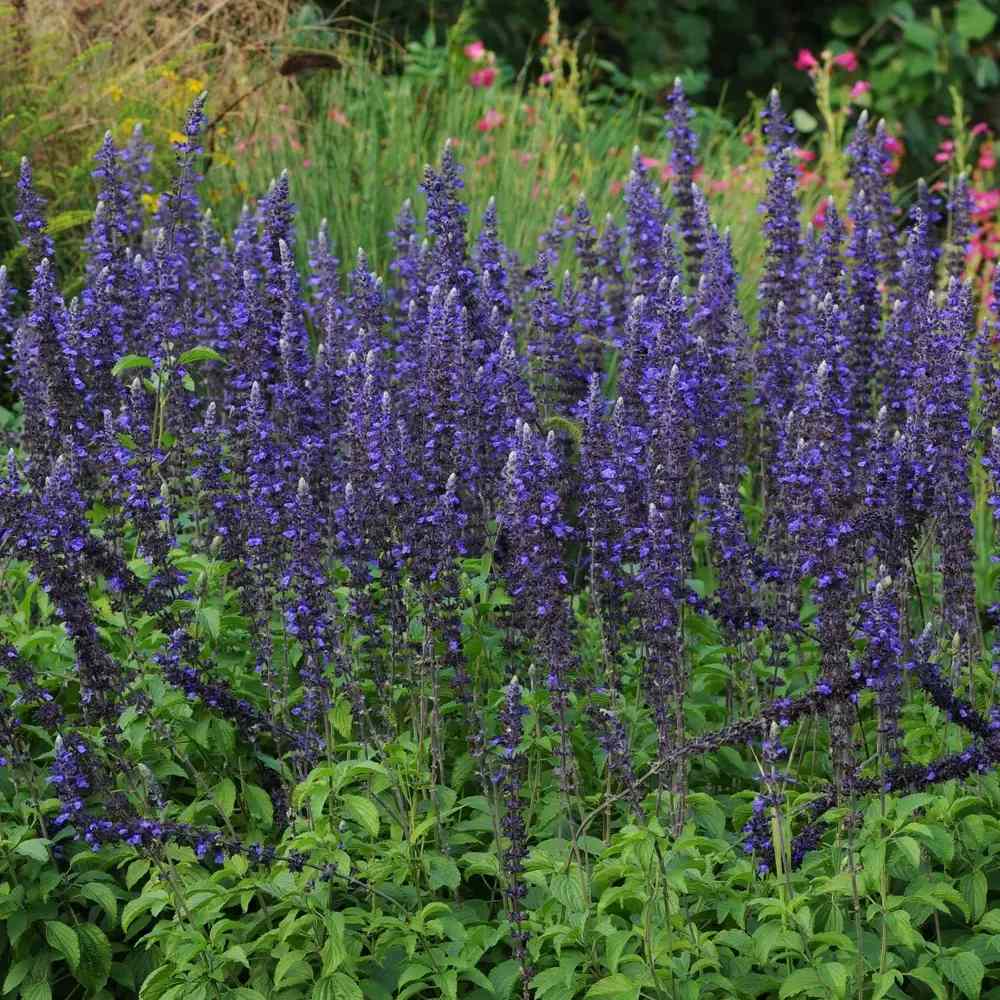 Salvia Mystic Blue Spires, planta perena decorativa, spicuri lungi albastre parfumate, crestere rapida