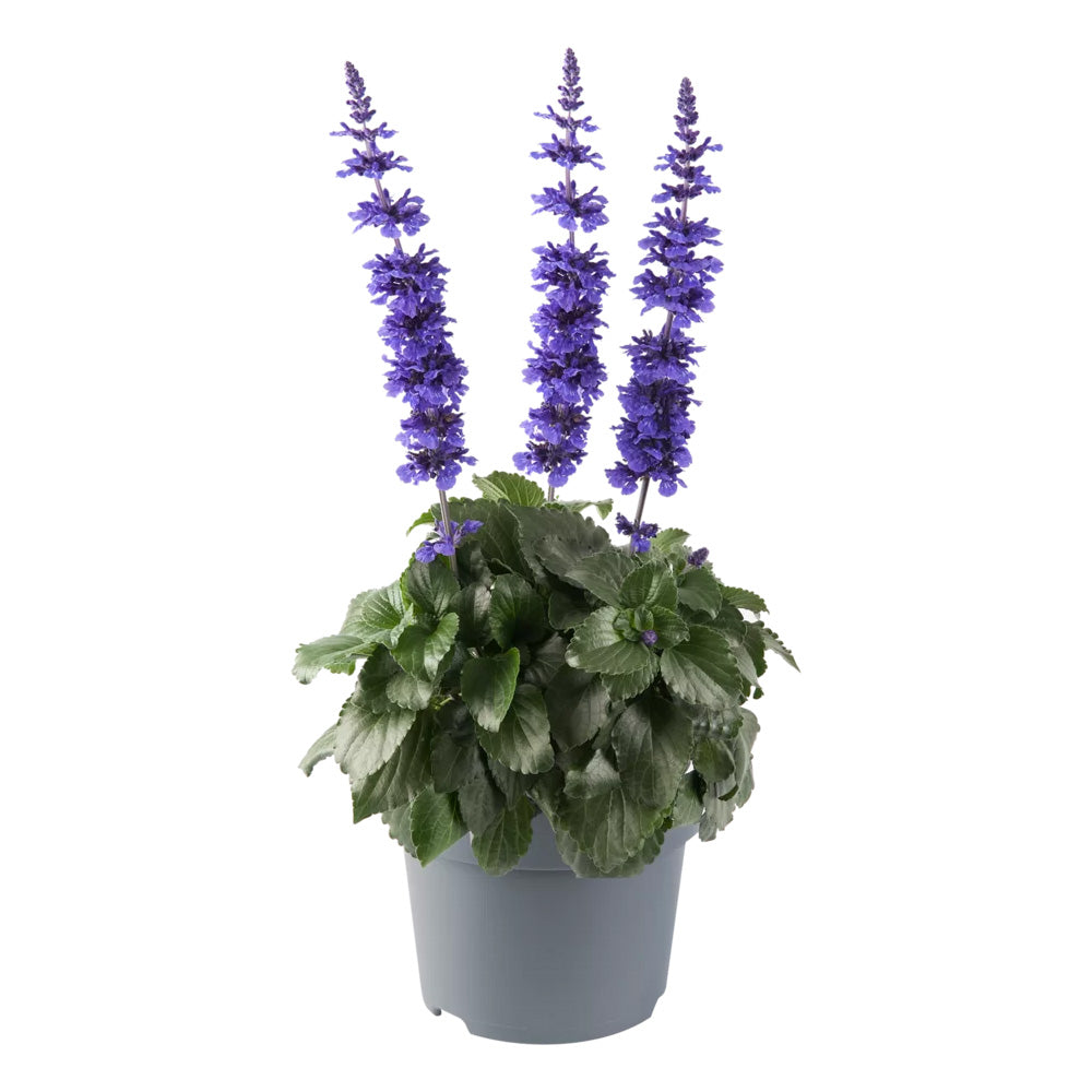 Salvia Mystic Blue Spires, planta perena decorativa, spicuri lungi albastre parfumate, crestere rapida