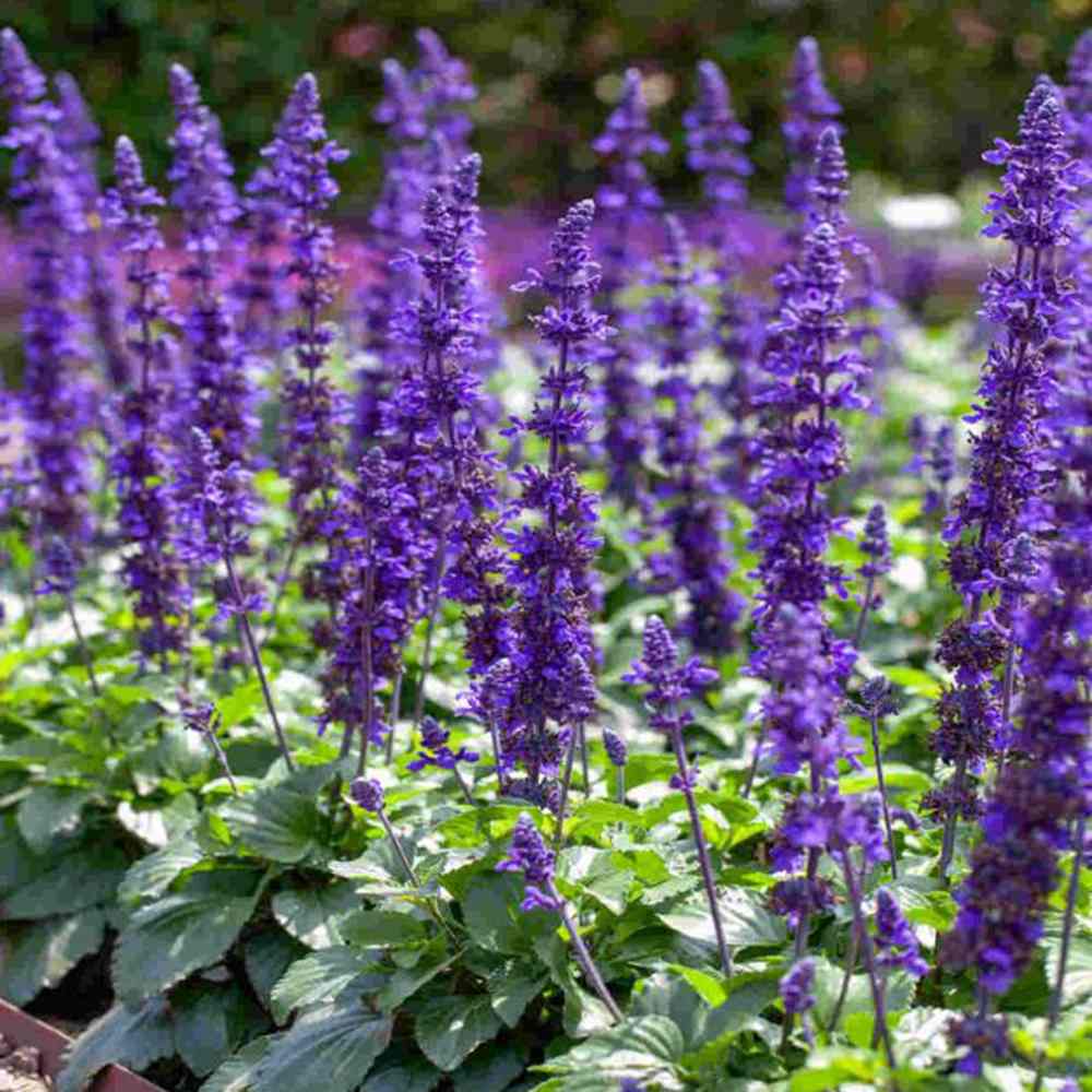 Salvia Mystic Blue Spires, planta perena decorativa, spicuri lungi albastre parfumate, crestere rapida