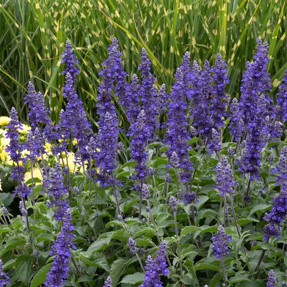 Salvia Mystic Blue Spires, planta perena decorativa, spicuri lungi albastre parfumate, crestere rapida