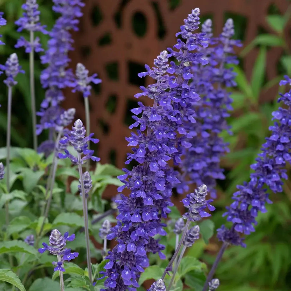 Salvia Mystic Blue Spires, planta perena decorativa, spicuri lungi albastre parfumate, crestere rapida