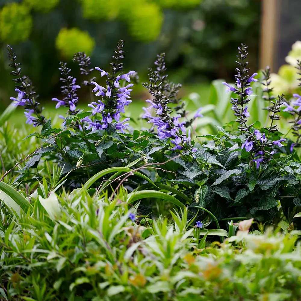 Salvia Salgoon Lake Como planta perena cu flori albastre parfumate, atrage albine, inflorire lunga