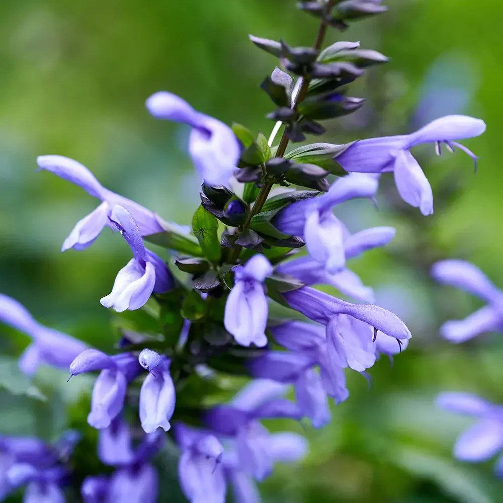 Salvia Salgoon Lake Como planta perena cu flori albastre parfumate, atrage albine, inflorire lunga