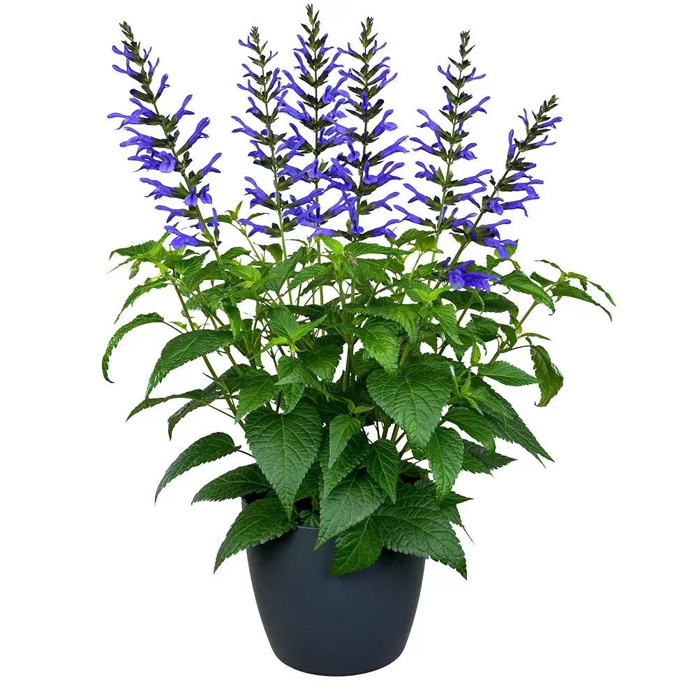 Salvia Salgoon Lake Como planta perena cu flori albastre parfumate, atrage albine, inflorire lunga