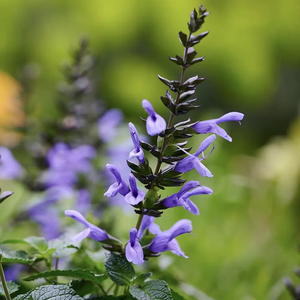 Salvia Salgoon Lake Como planta perena cu flori albastre parfumate, atrage albine, inflorire lunga