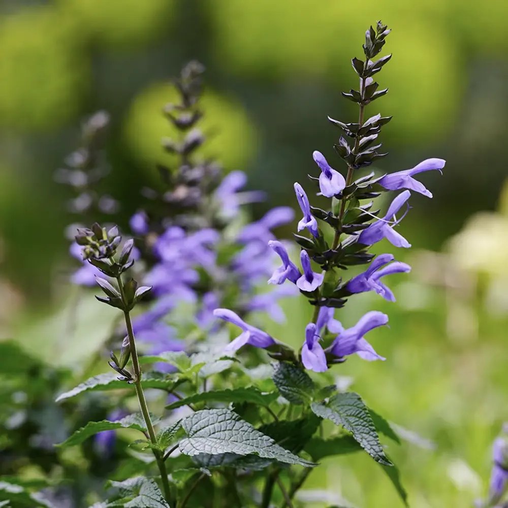Salvia Salgoon Lake Como planta perena cu flori albastre parfumate, atrage albine, inflorire lunga