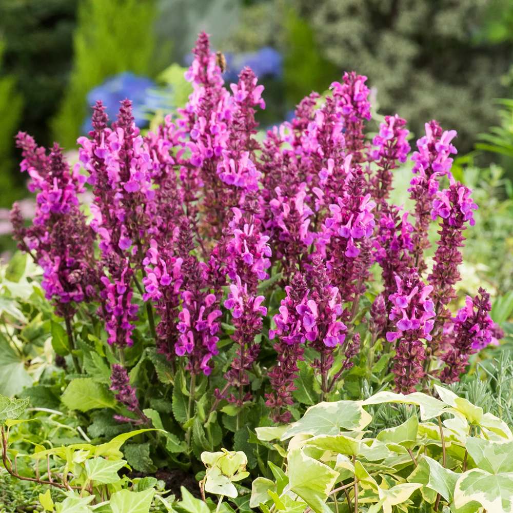 Salvie de Padure Rose Marvel - Parfum intens