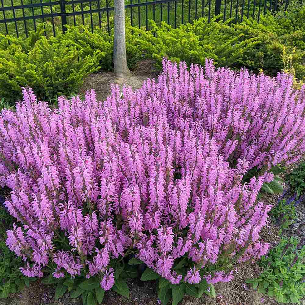 Salvie de Padure Rose Marvel - Parfum intens