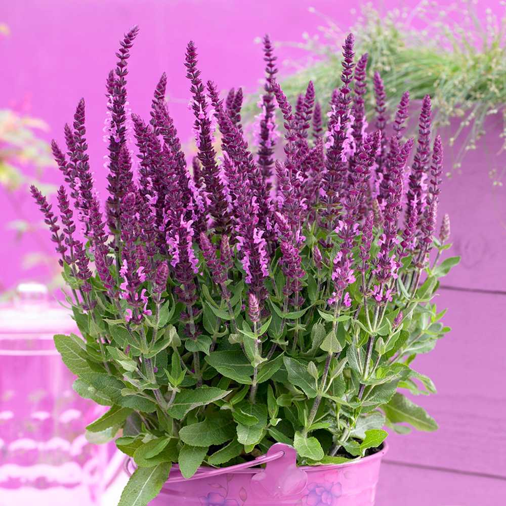 Salvie de Padure Rose Marvel - Parfum intens