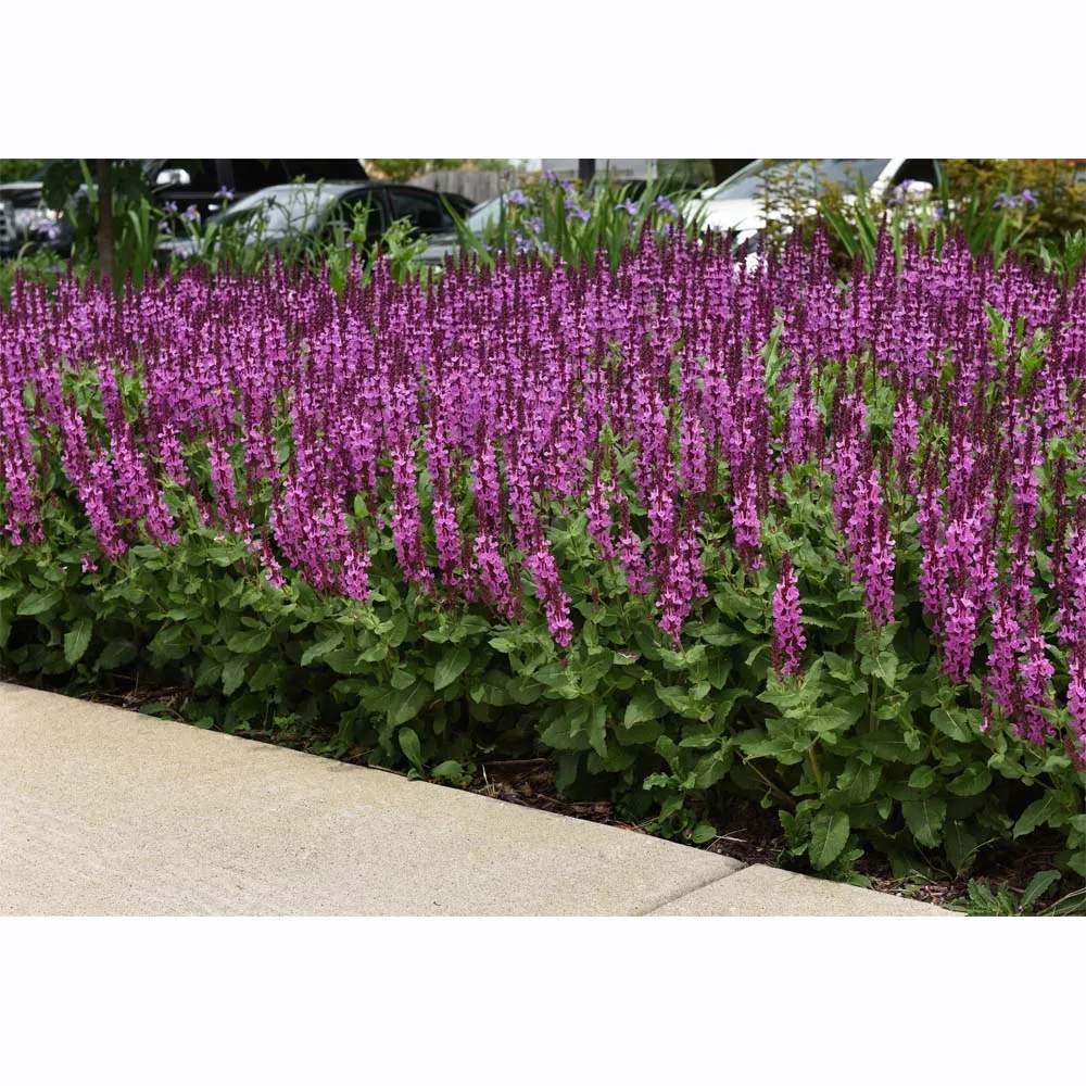 Salvie de Padure Rose Marvel - Parfum intens