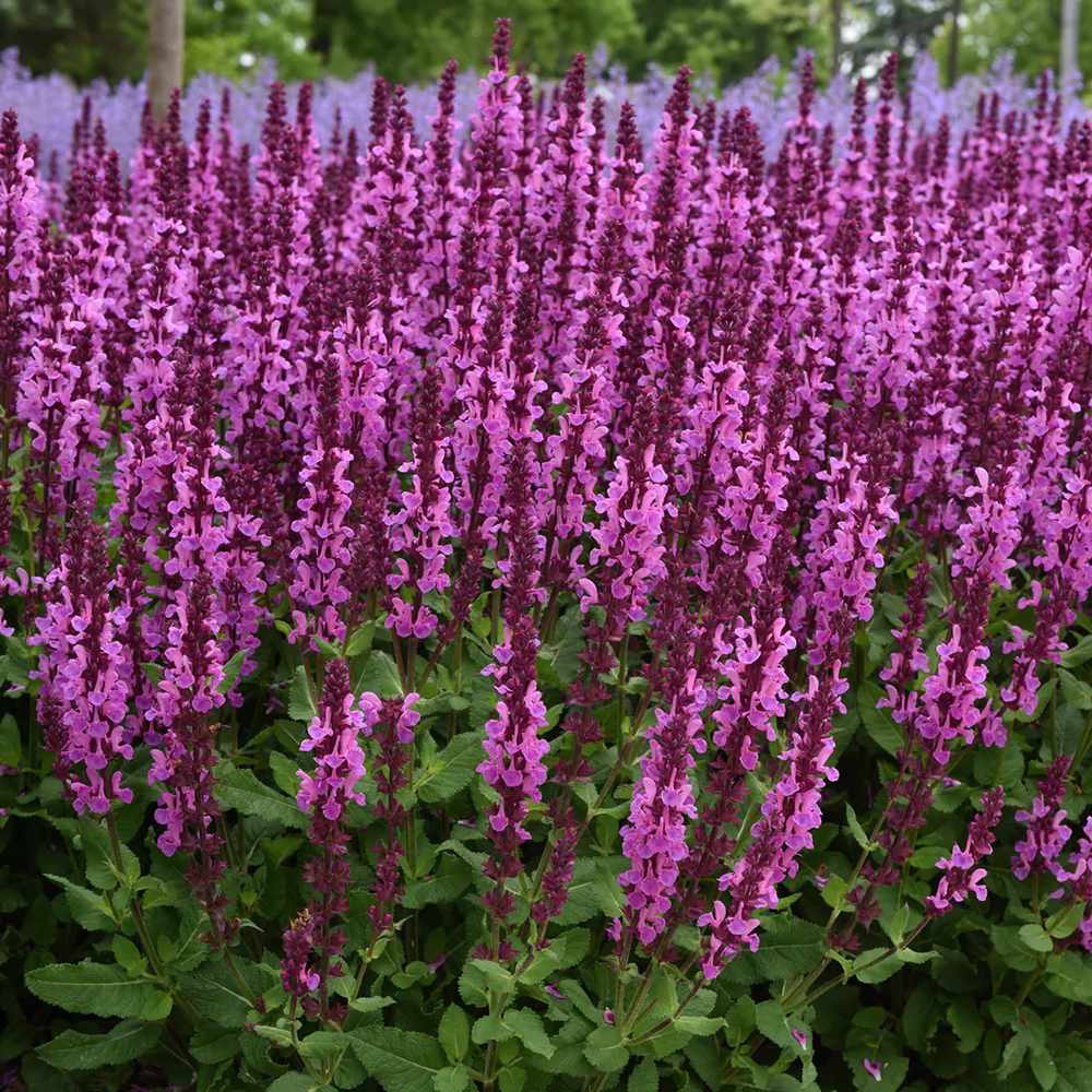 Salvie de Padure Rose Marvel - Parfum intens