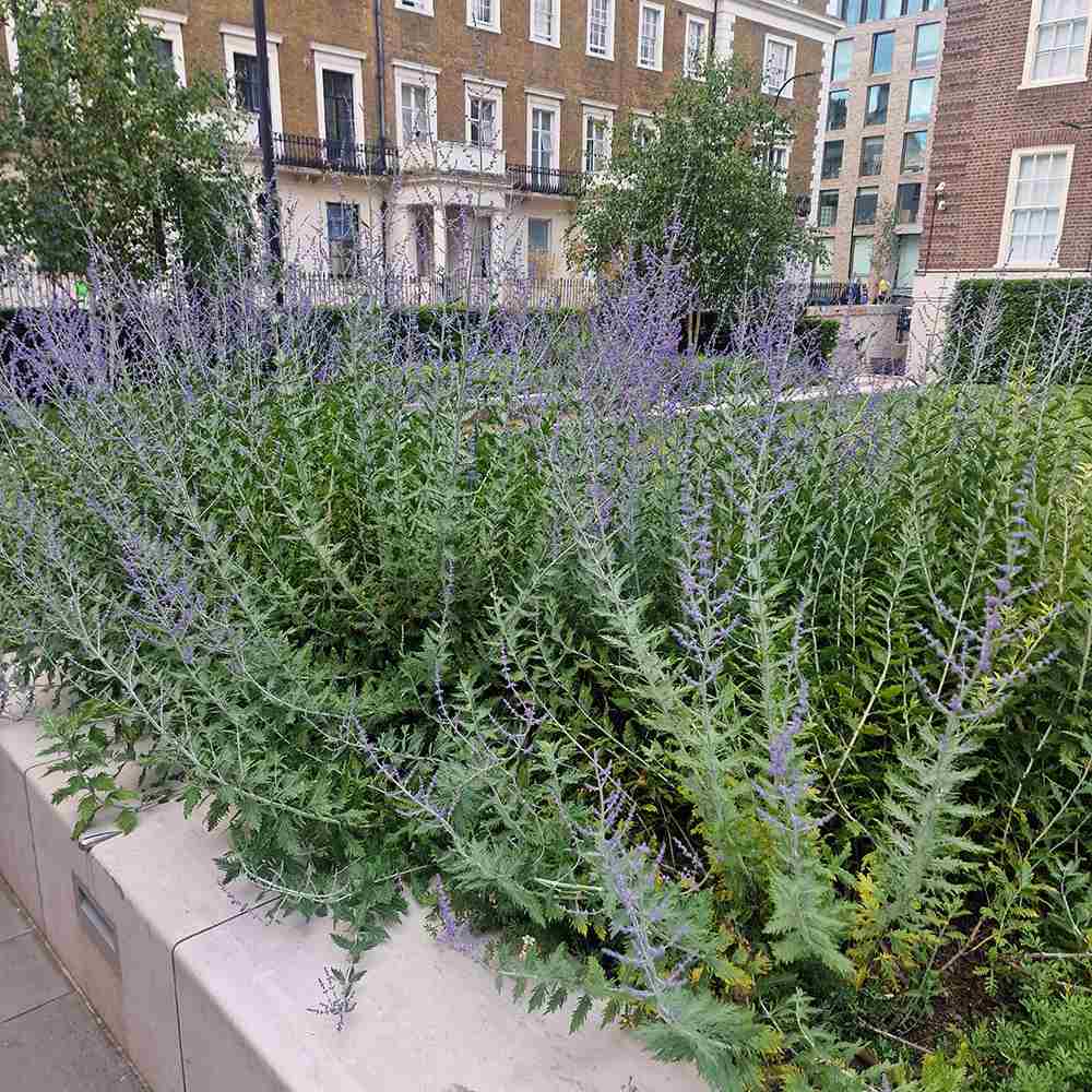 Salvie Ruseasca Blue Spire, cu flori albastre