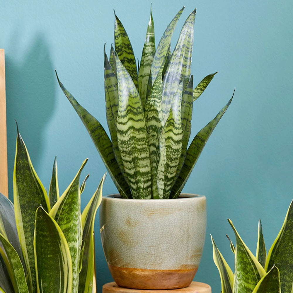 Sansevieria (Limba Soacrei) Black Coral, 65 cm, frunze verde inchis cu dungi argintii, planta de interior purificatoare de aer
