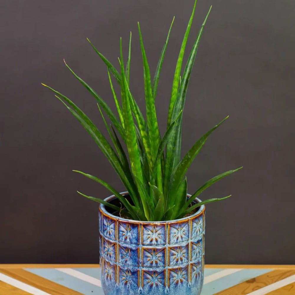 Sansevieria (Limba Soacrei) Kirkii Friends - 45 cm