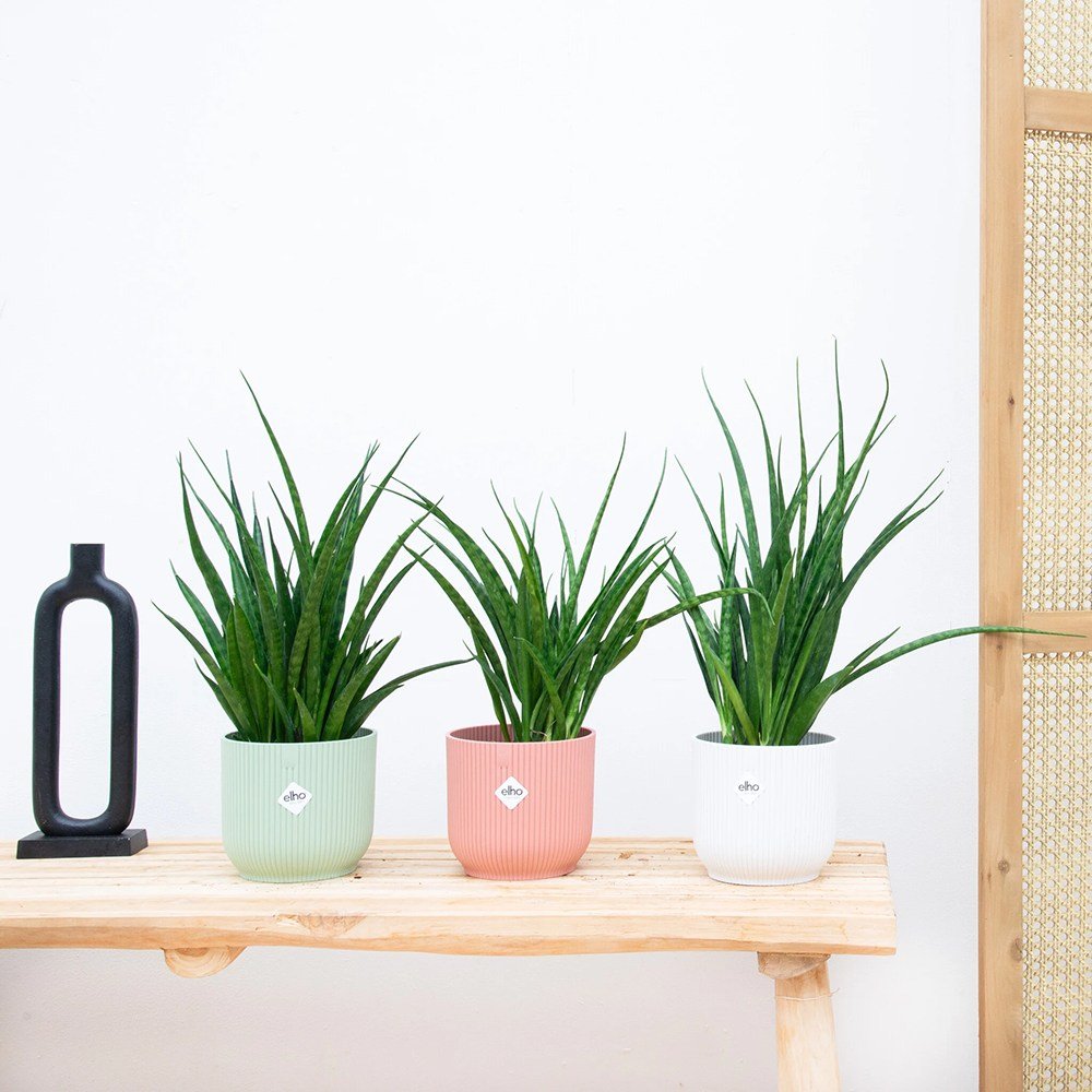 Sansevieria (Limba Soacrei) Kirkii Friends - 45 cm